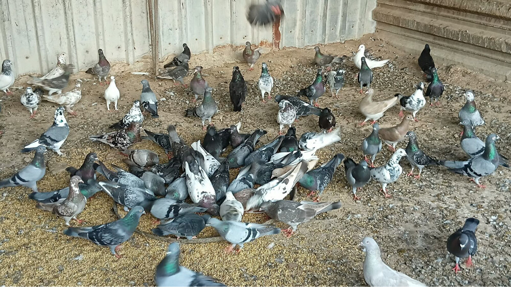 حمام باكستاني للبيع - 2