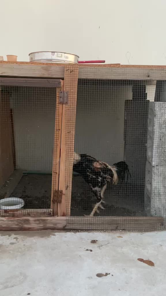 fighter rooster - 1