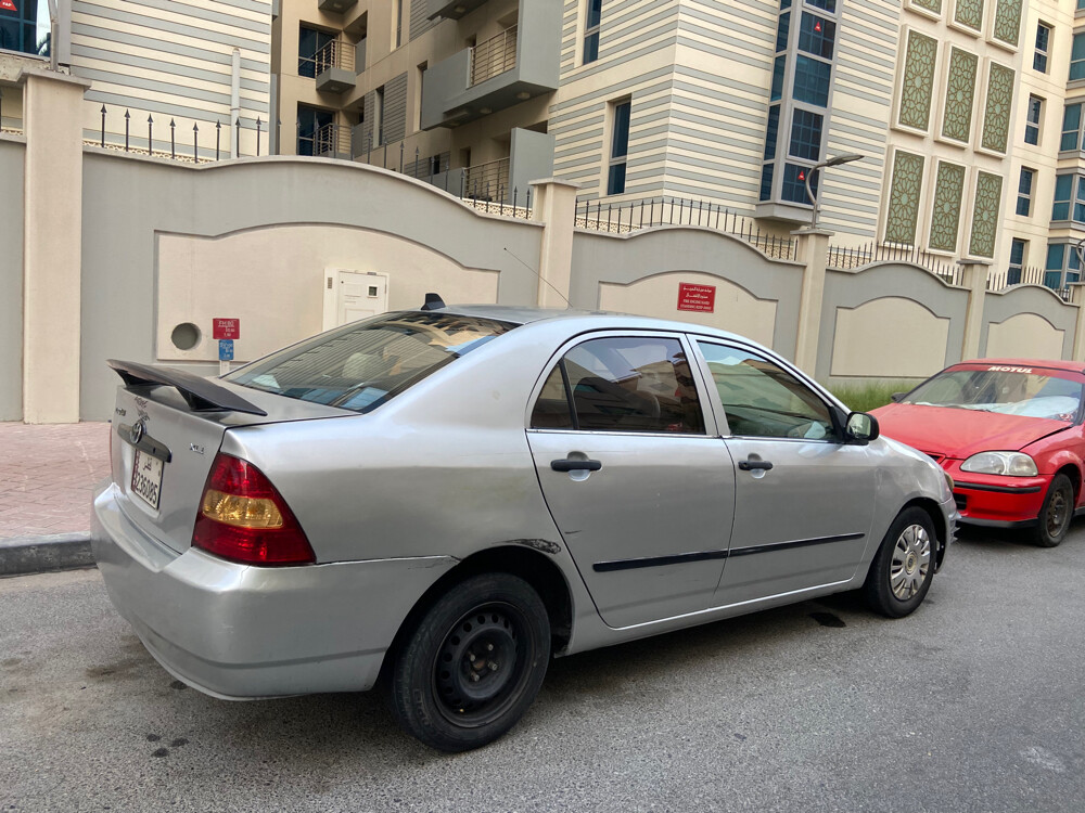 corella for urgent sale - 2