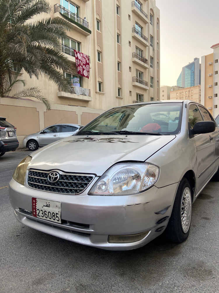 corella for urgent sale - 6