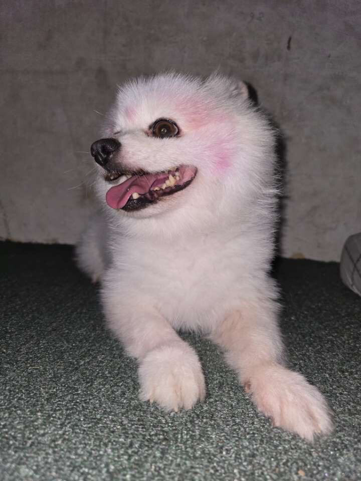 Pomeranian dog - 2
