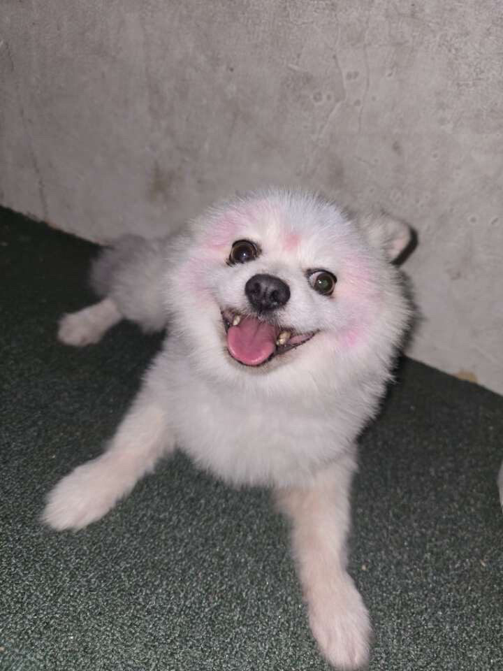 Pomeranian dog - 7