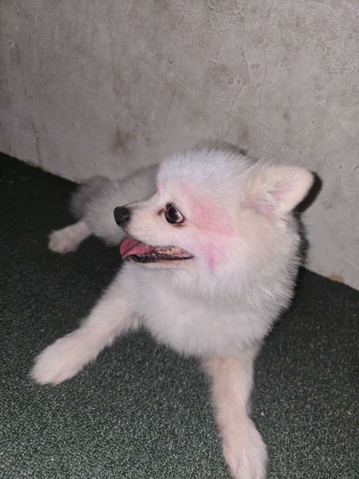 Pomeranian dog - 3