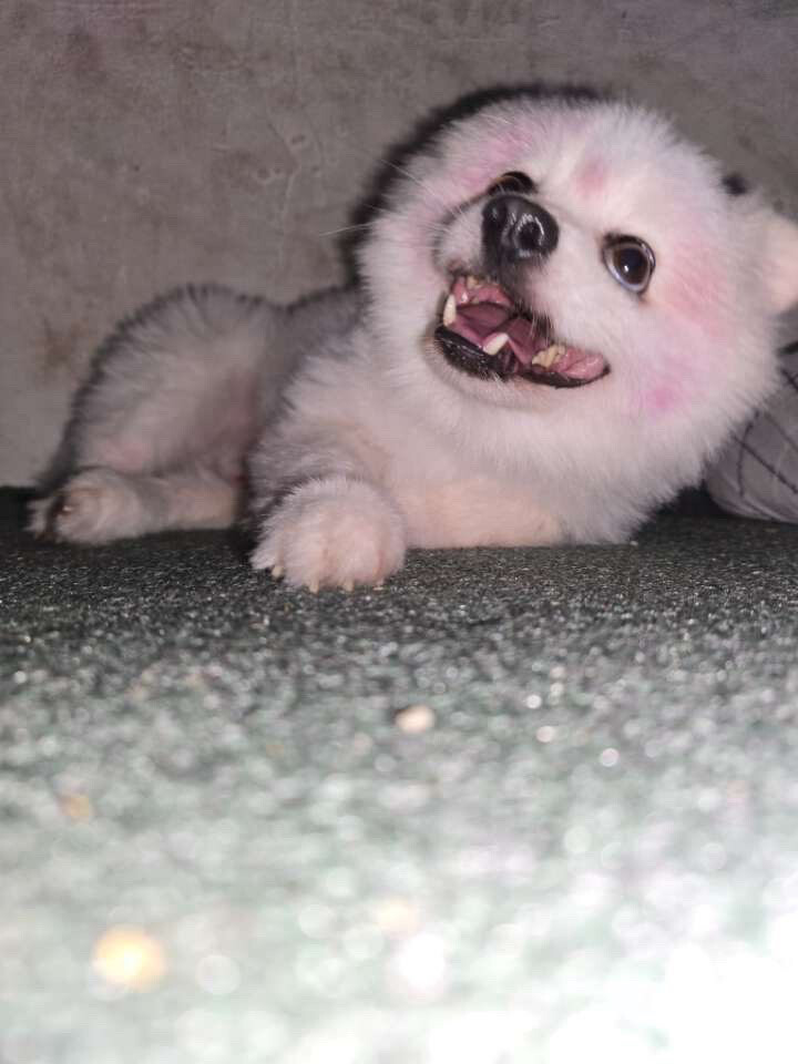 Pomeranian dog - 4