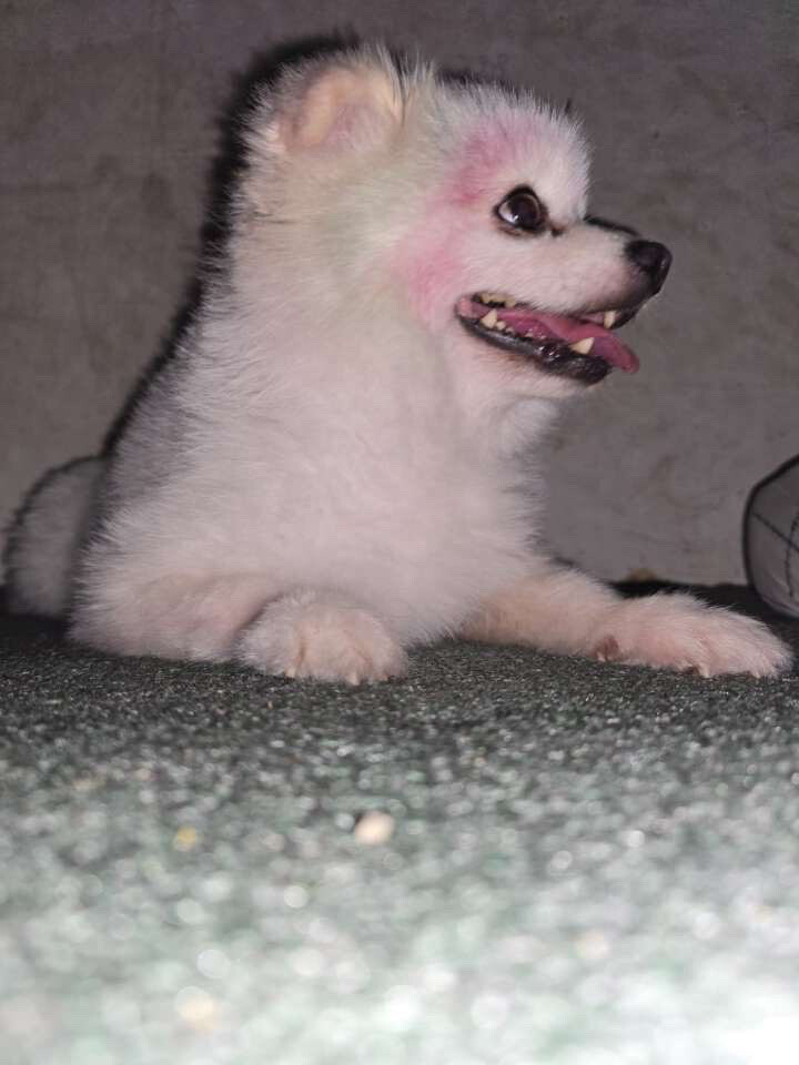Pomeranian dog - 1