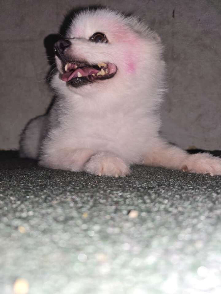 Pomeranian dog - 6