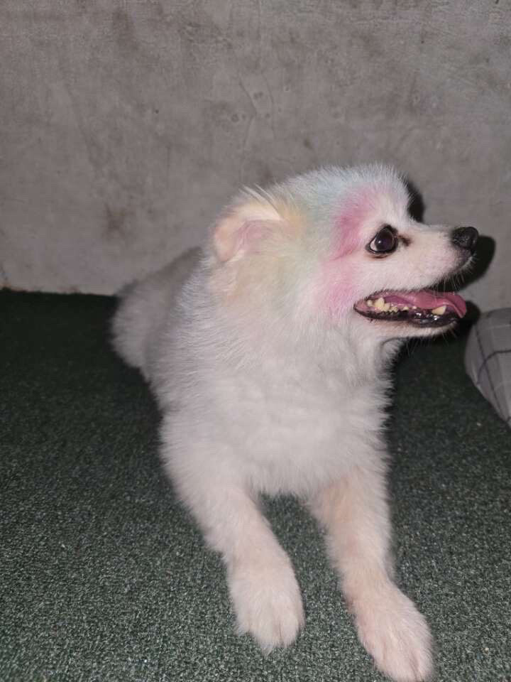 Pomeranian dog - 5