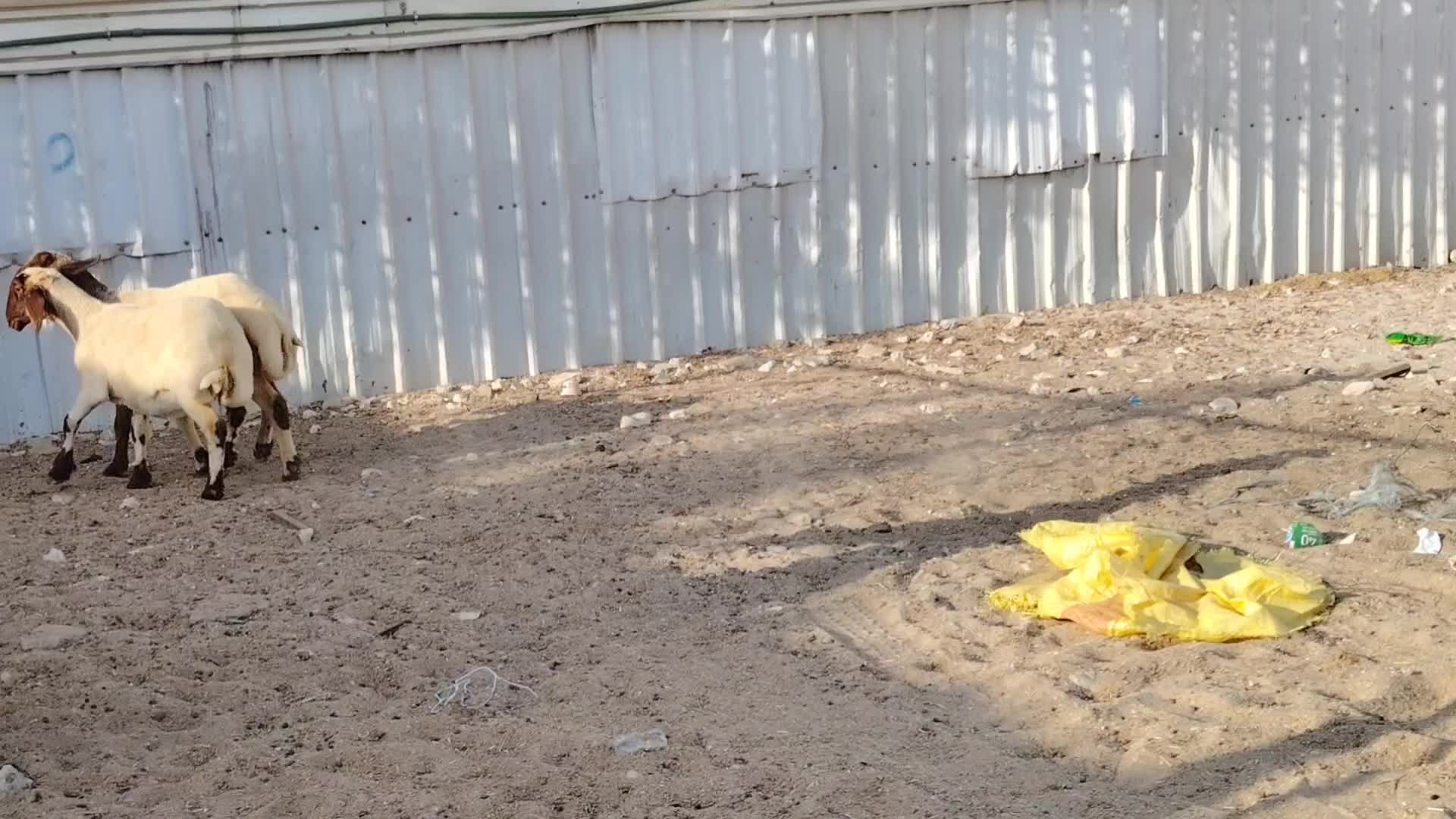 للبيع رخال سوريه دبس طيبه - 1