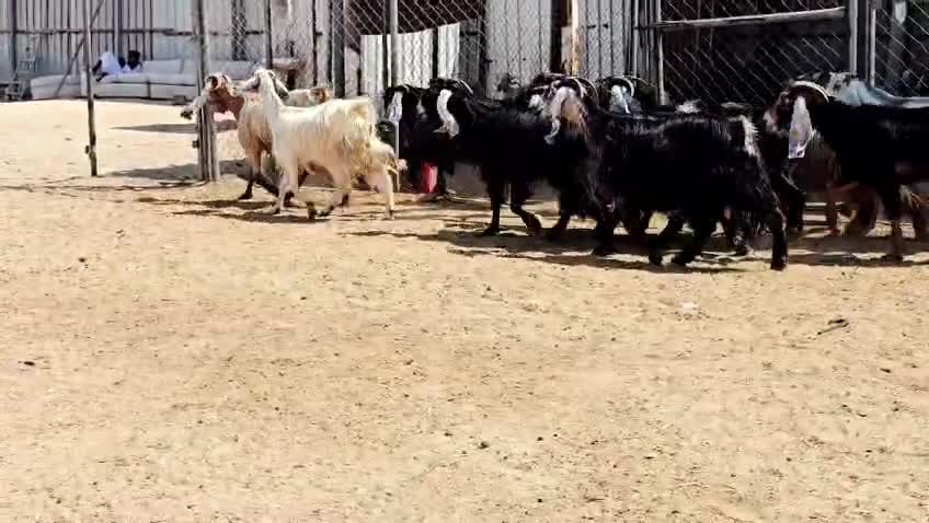 للبيع معزه عوراض مراح واحد - 1