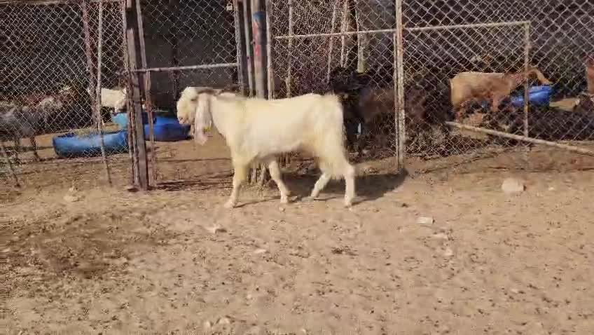 للبيع فحل مطور - 4