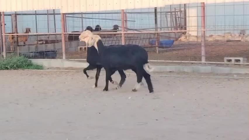 للبيع شويهات نجد دفيع شرط - 1