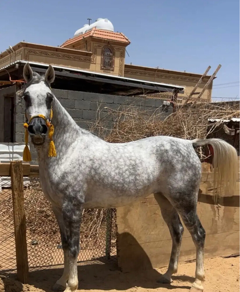 مطلوب فرس عربيه مع جواز - 1