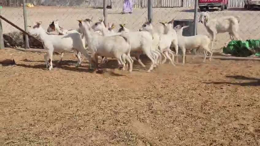 للبيع جمد عمانيات طيبه - 3