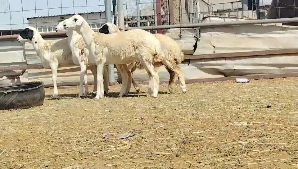 للبيع رخال طيبه - 1