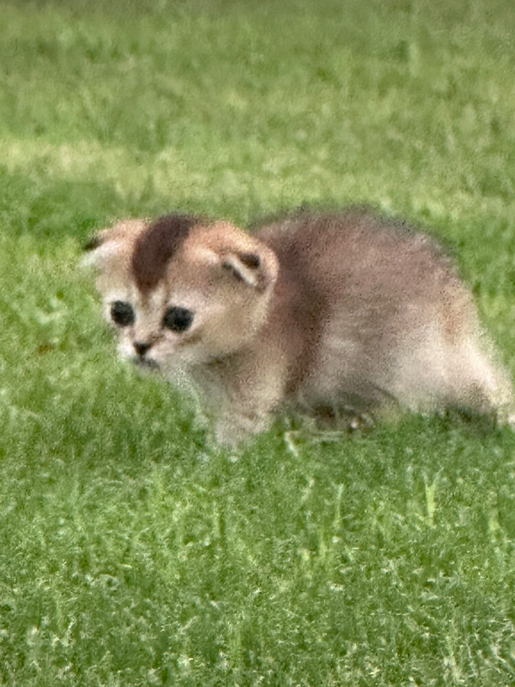 pure Scottish fold  - 3