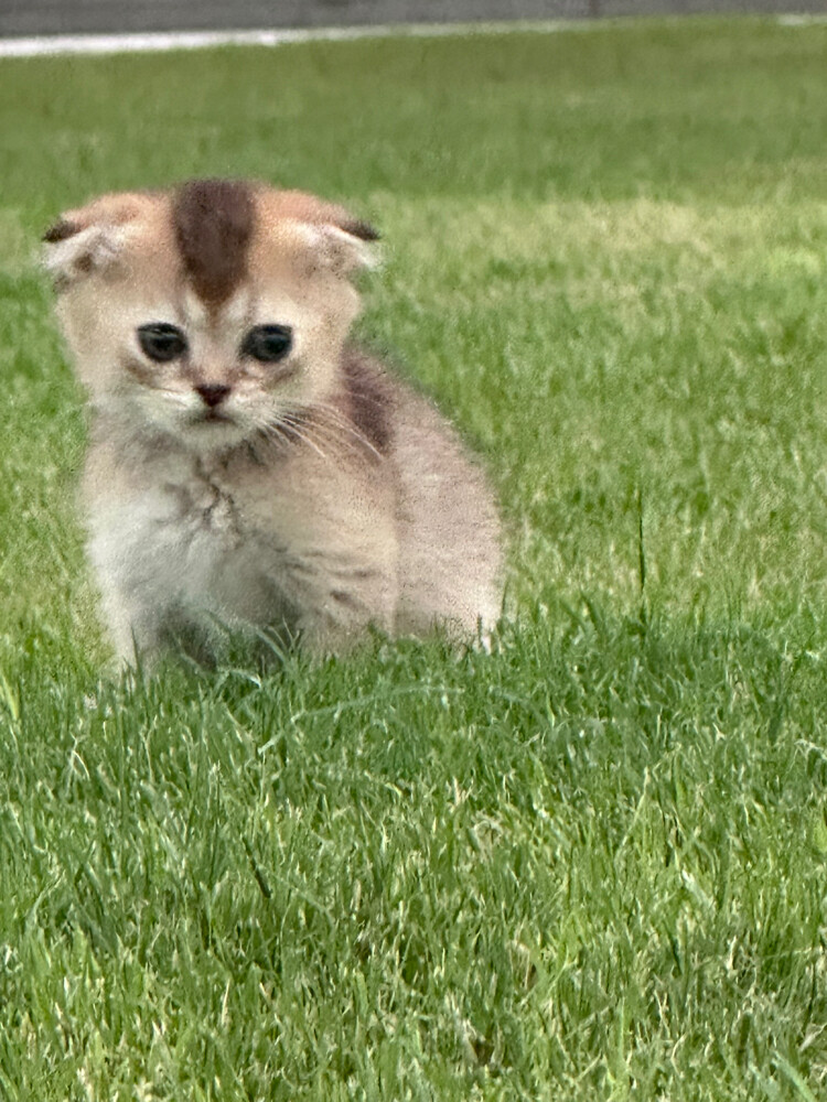pure Scottish fold  - 2