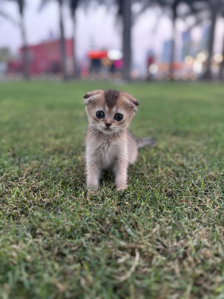 pure Scottish fold  - 1