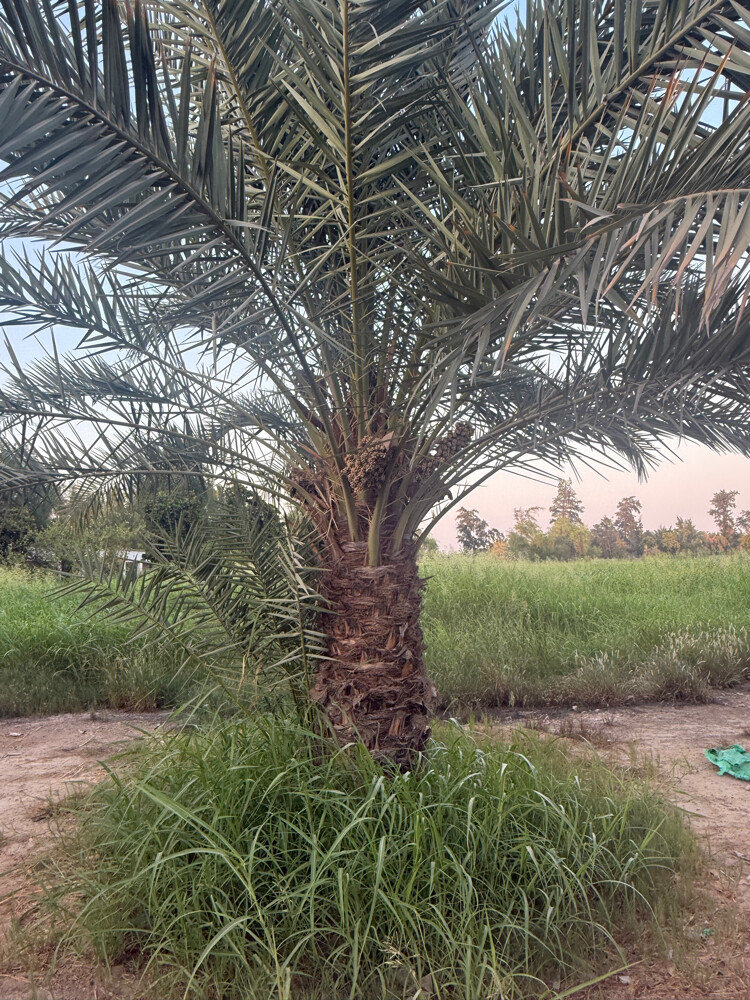 للبيع - 6
