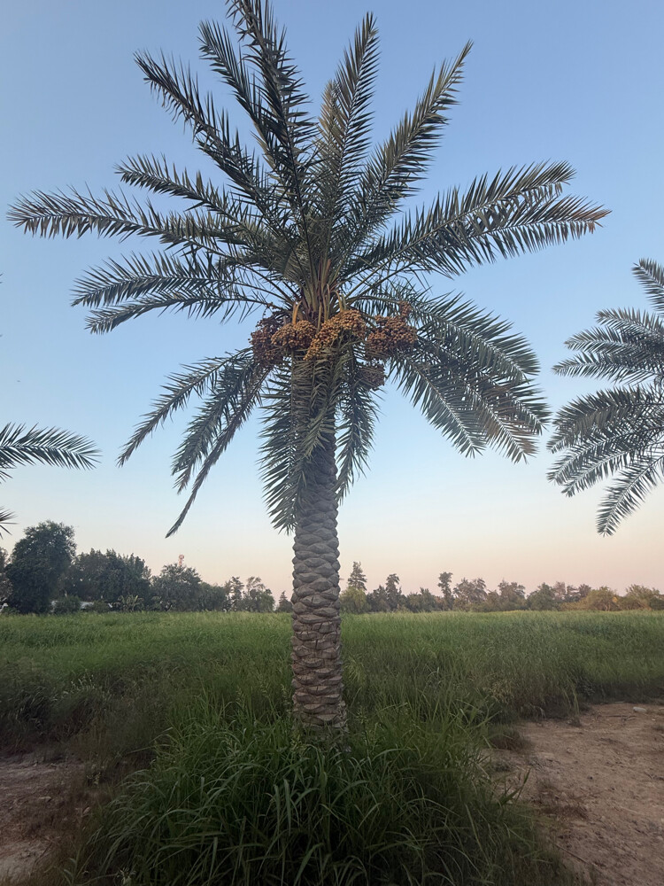للبيع - 1