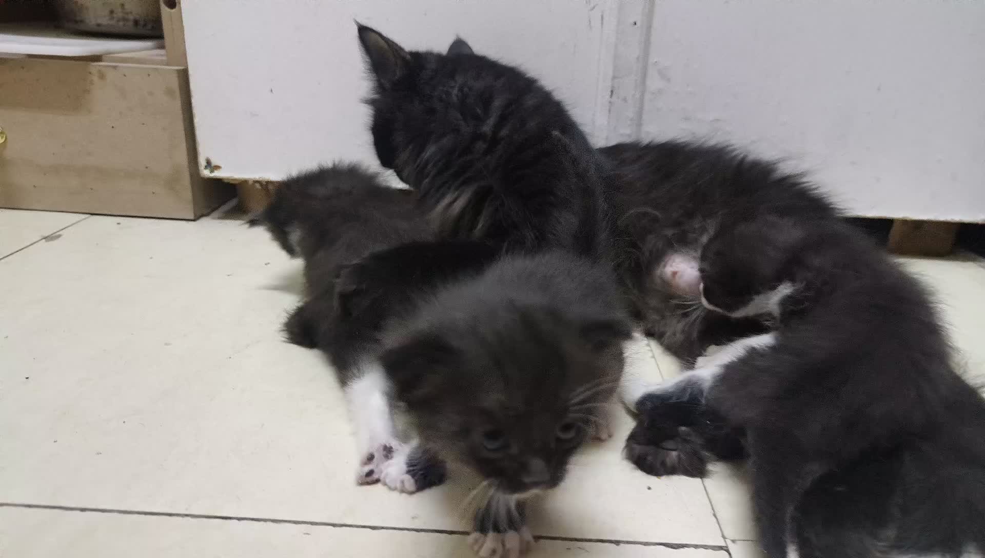 Diana with her 3kids - 6