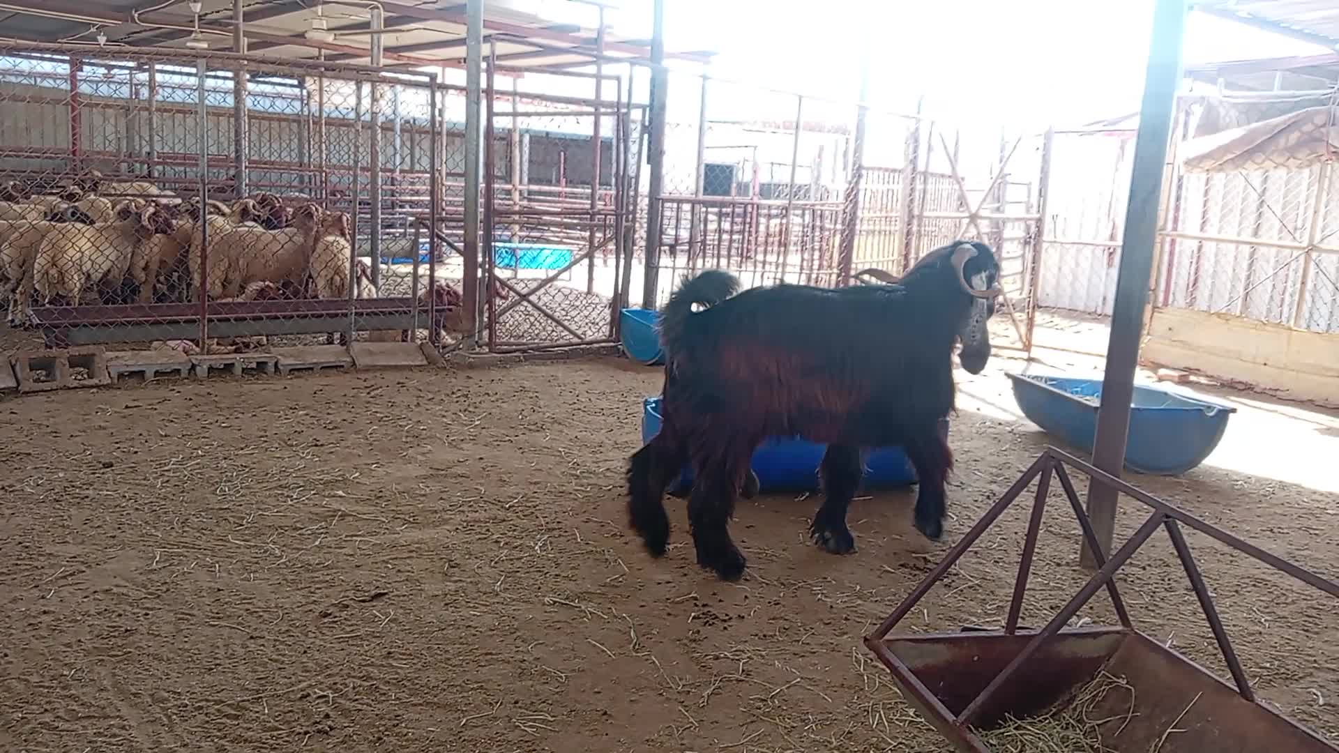 للبيع تيس عرضي فحل - 3