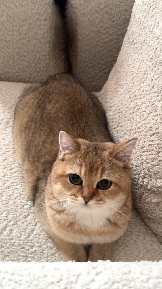 cat - 1