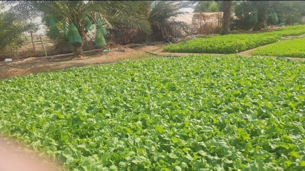للبيع مزرعة صغيره - 1