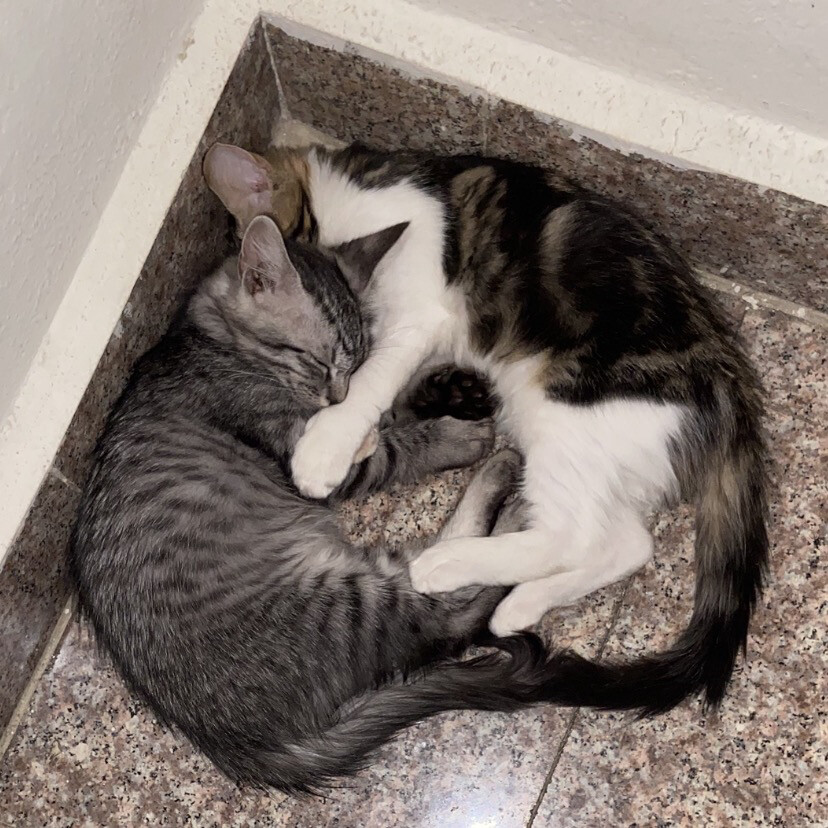 cats for adoption and Shirazi mom - 1