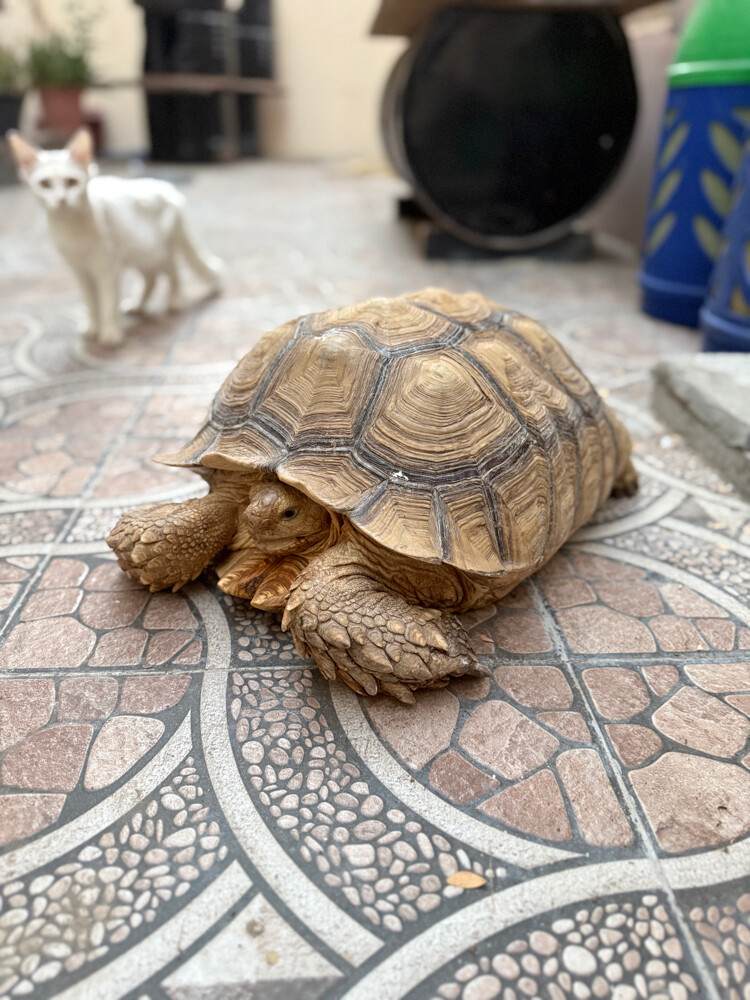 sulcata tortoise - 2