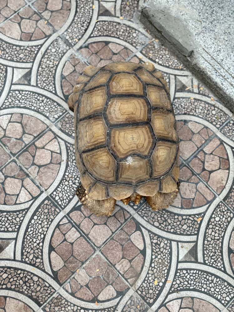 sulcata tortoise - 4