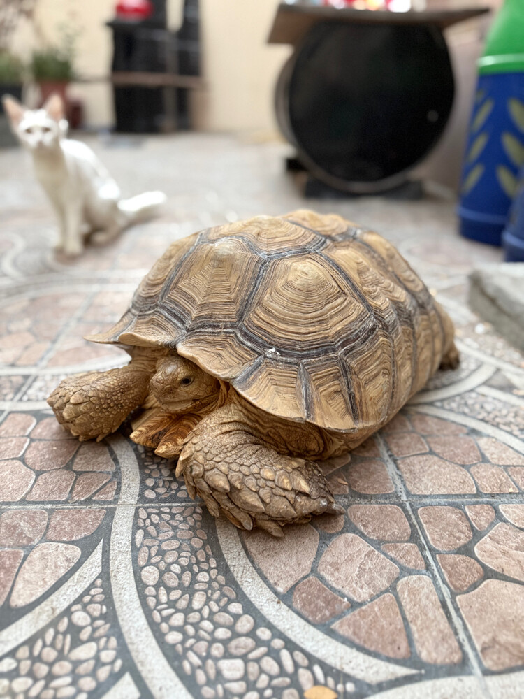 sulcata tortoise - 1