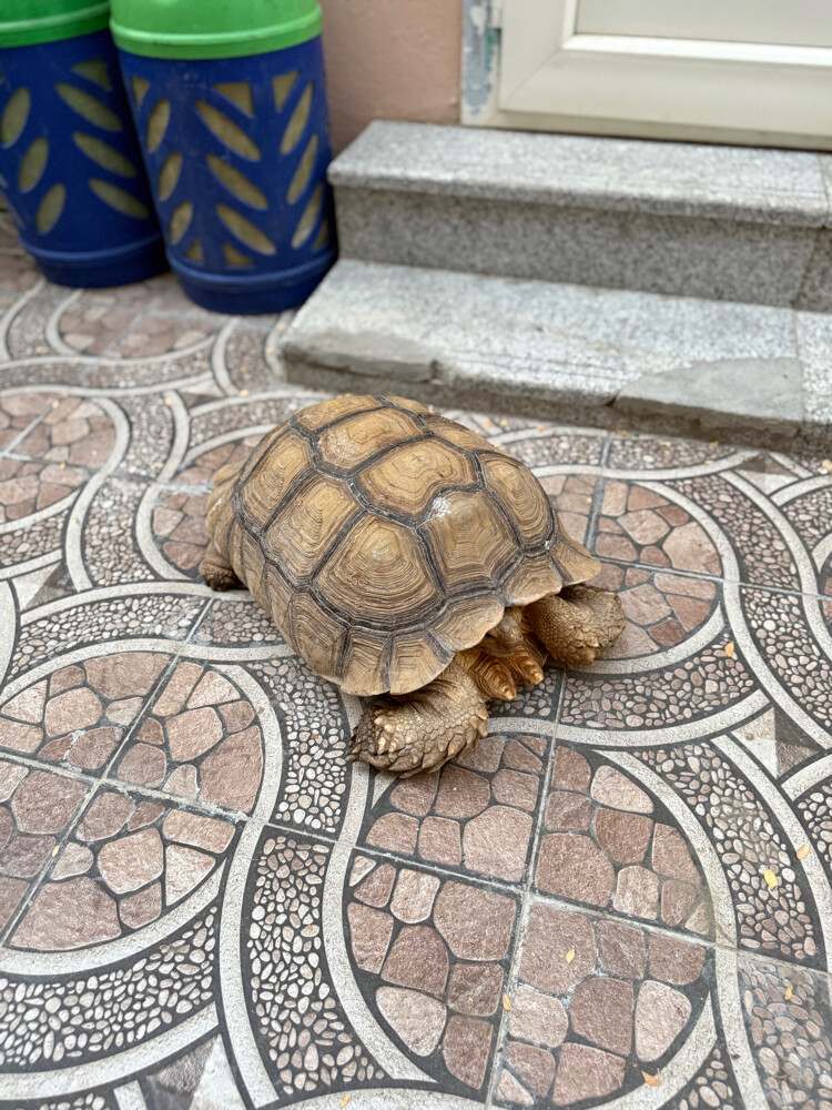 sulcata tortoise - 3