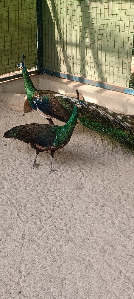 peacock Ema Raut - 1