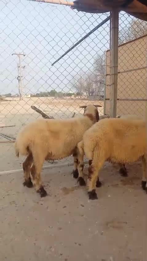 طليان سورية طيبة سمان - 1