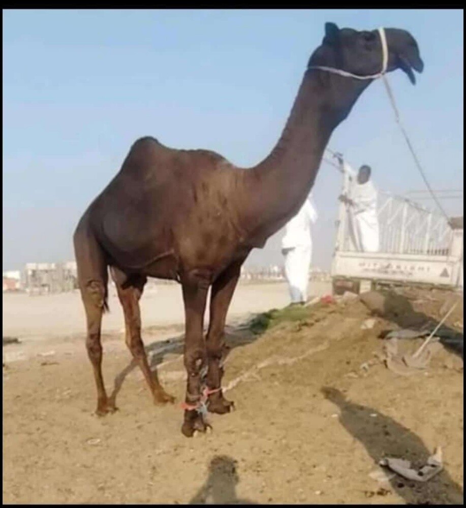 نشتري جميع انواع الحلال - 1
