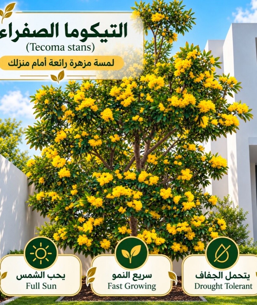 ورود زراعه الورود - 3