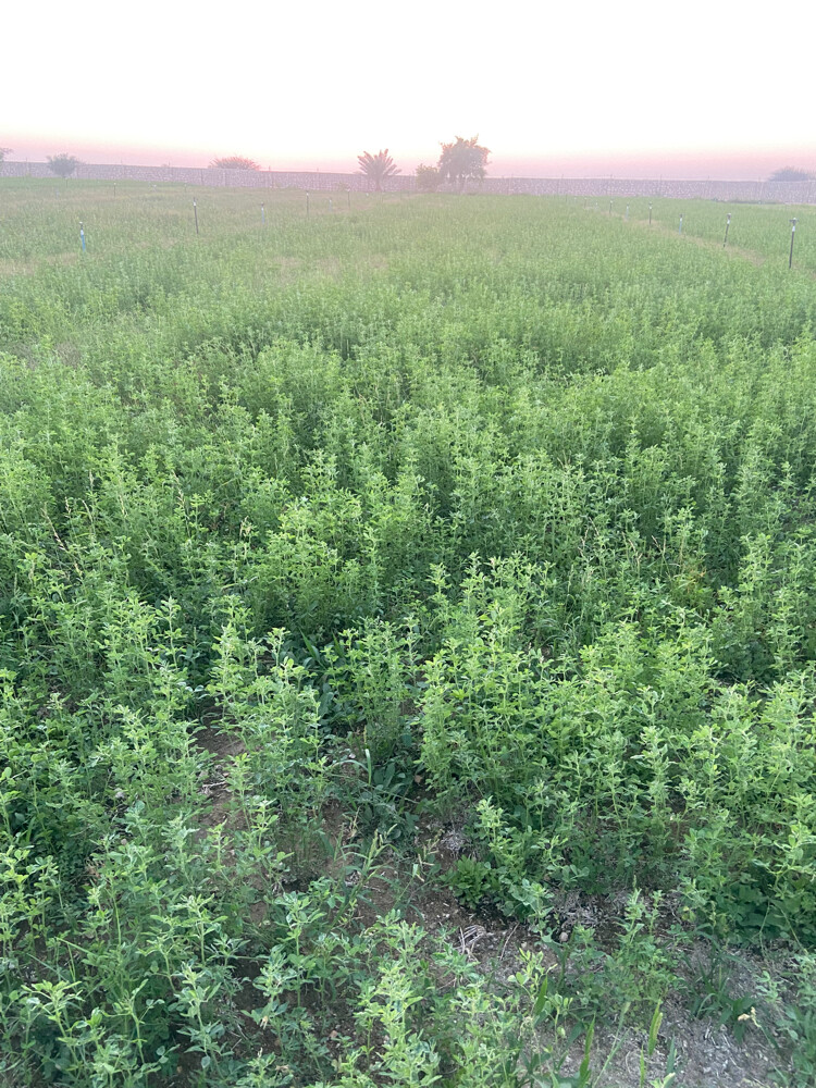 مشروع للبيع - 2