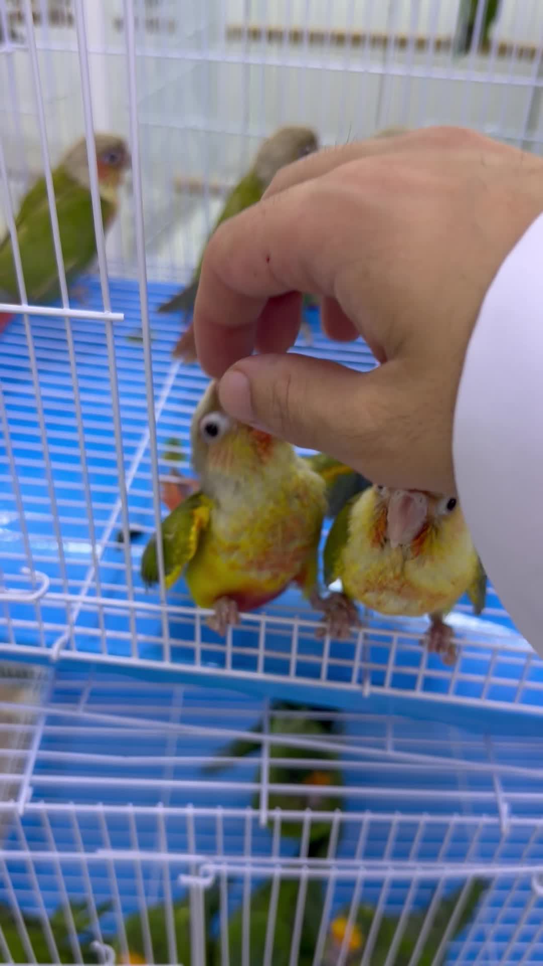 فروخ كنيور  - 2