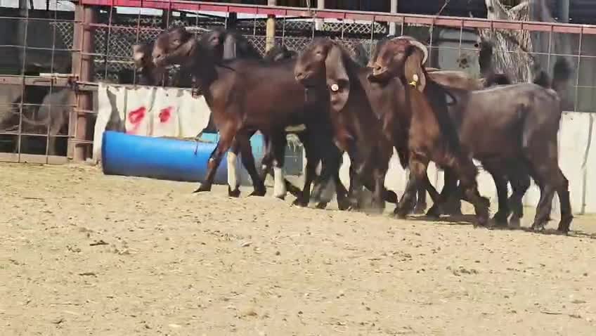 للبيع جمد قبرصيات أصايل طيبه  - 4
