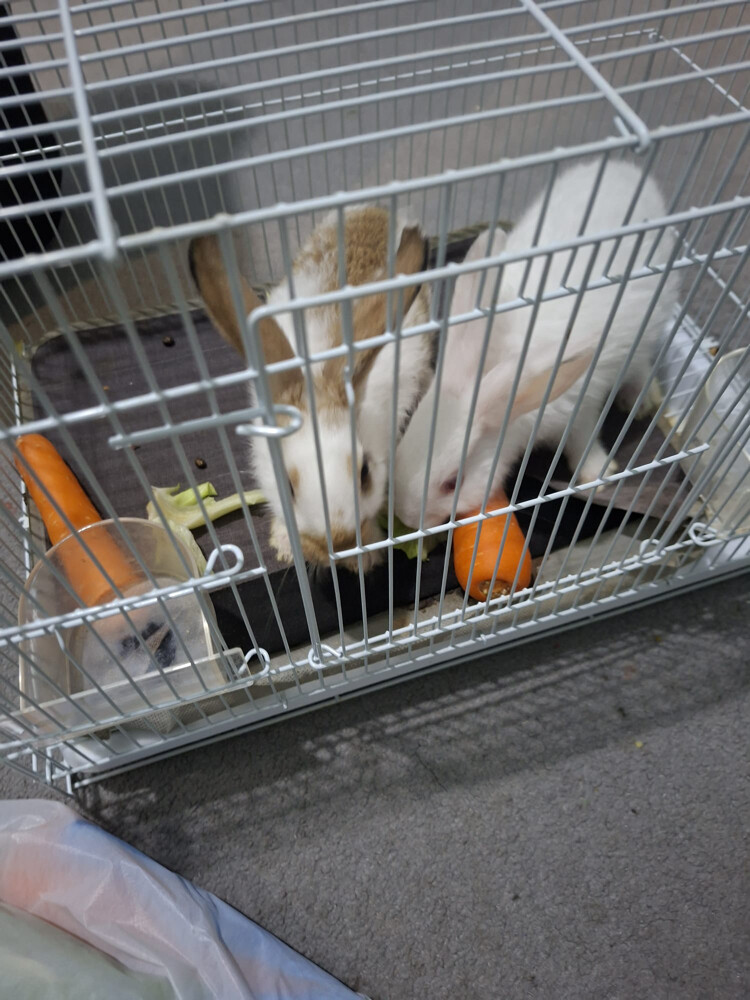 أرنب حبتين 100 - 2