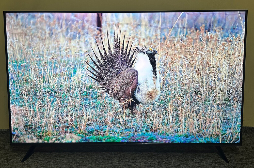 TCL 55 inches smart google tv 2025  - 1