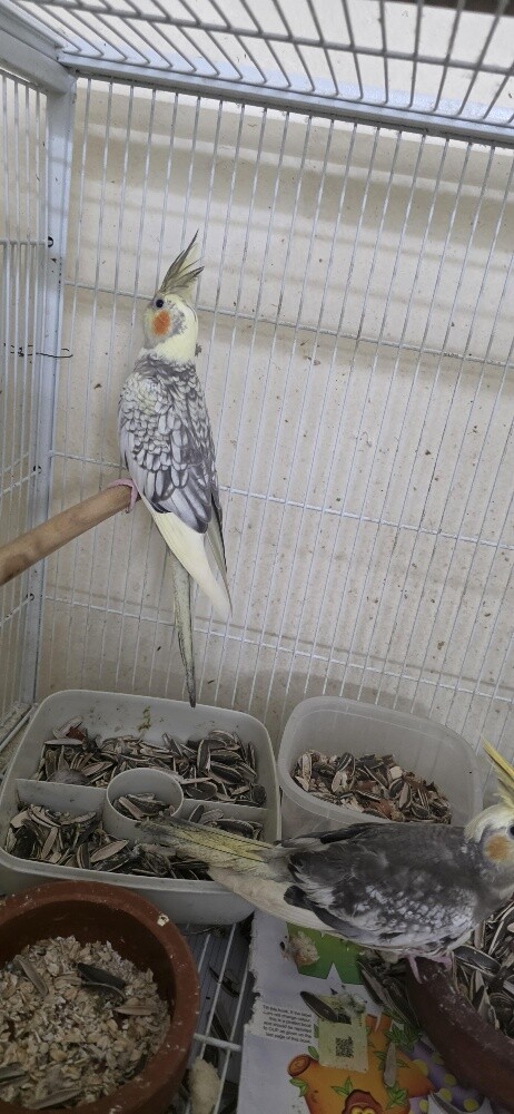 cocktail home breeding bird - 4