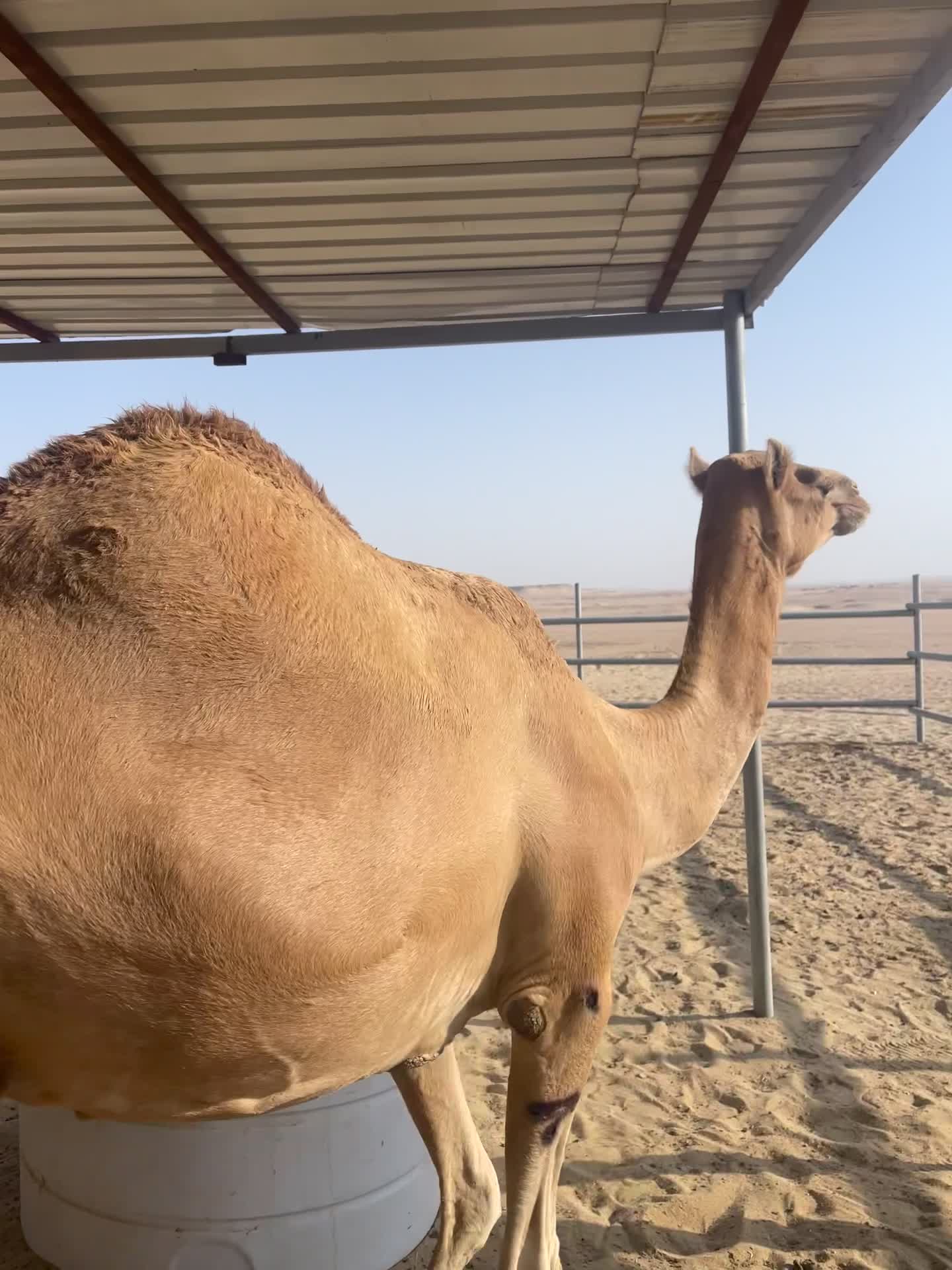 عشاير للبيع  - 3