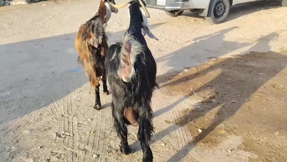 البيع - 1