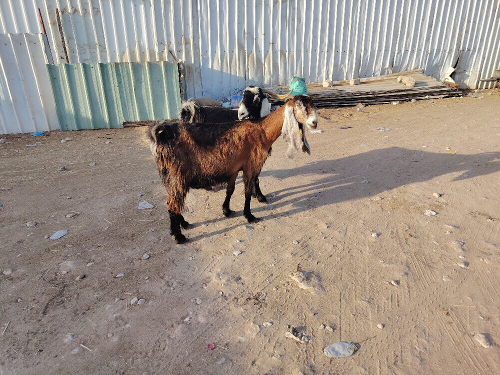 البيع - 3