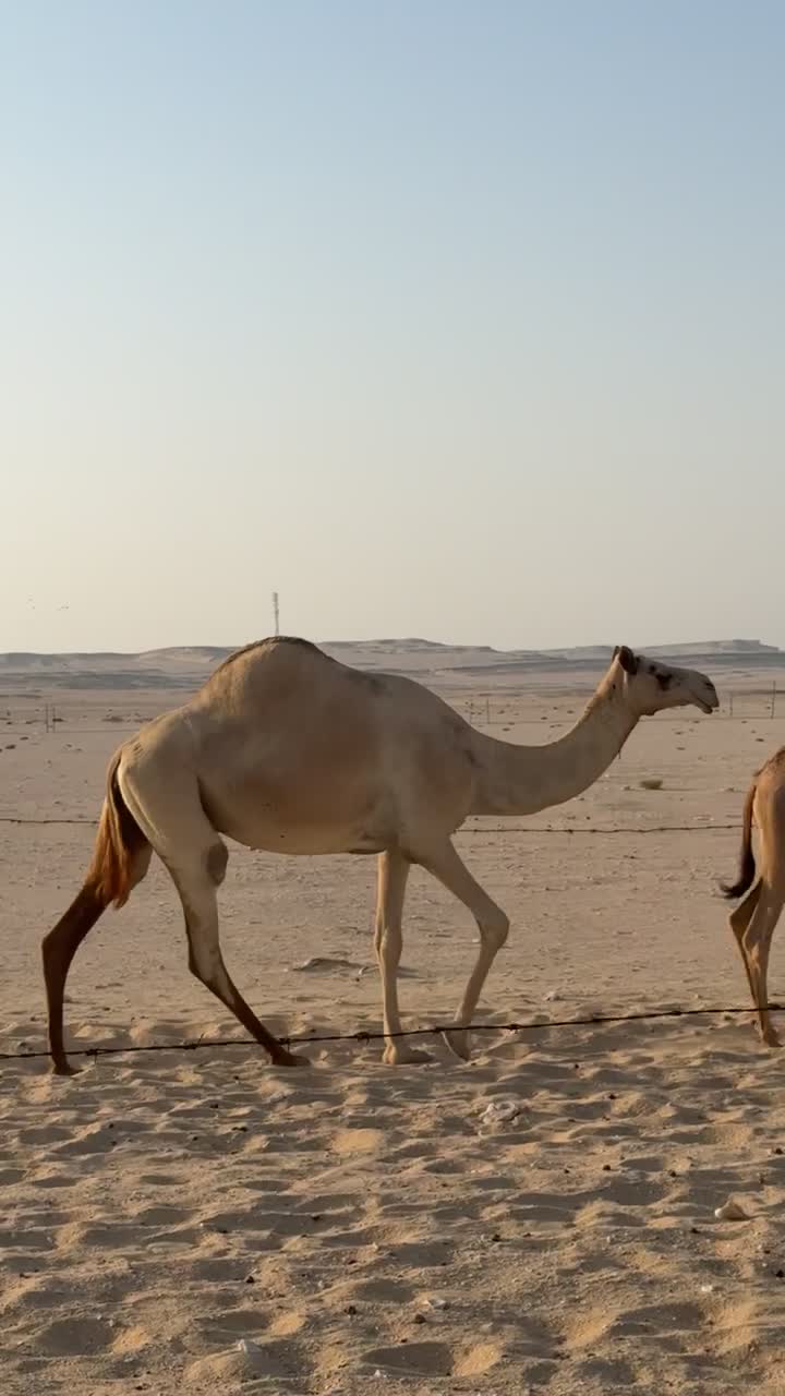  ناقه سودانيه عشرا طيبه  - 2