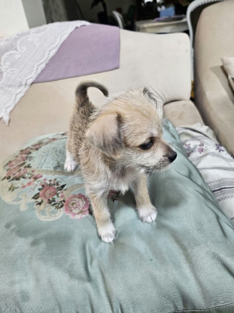 Maltese - 1