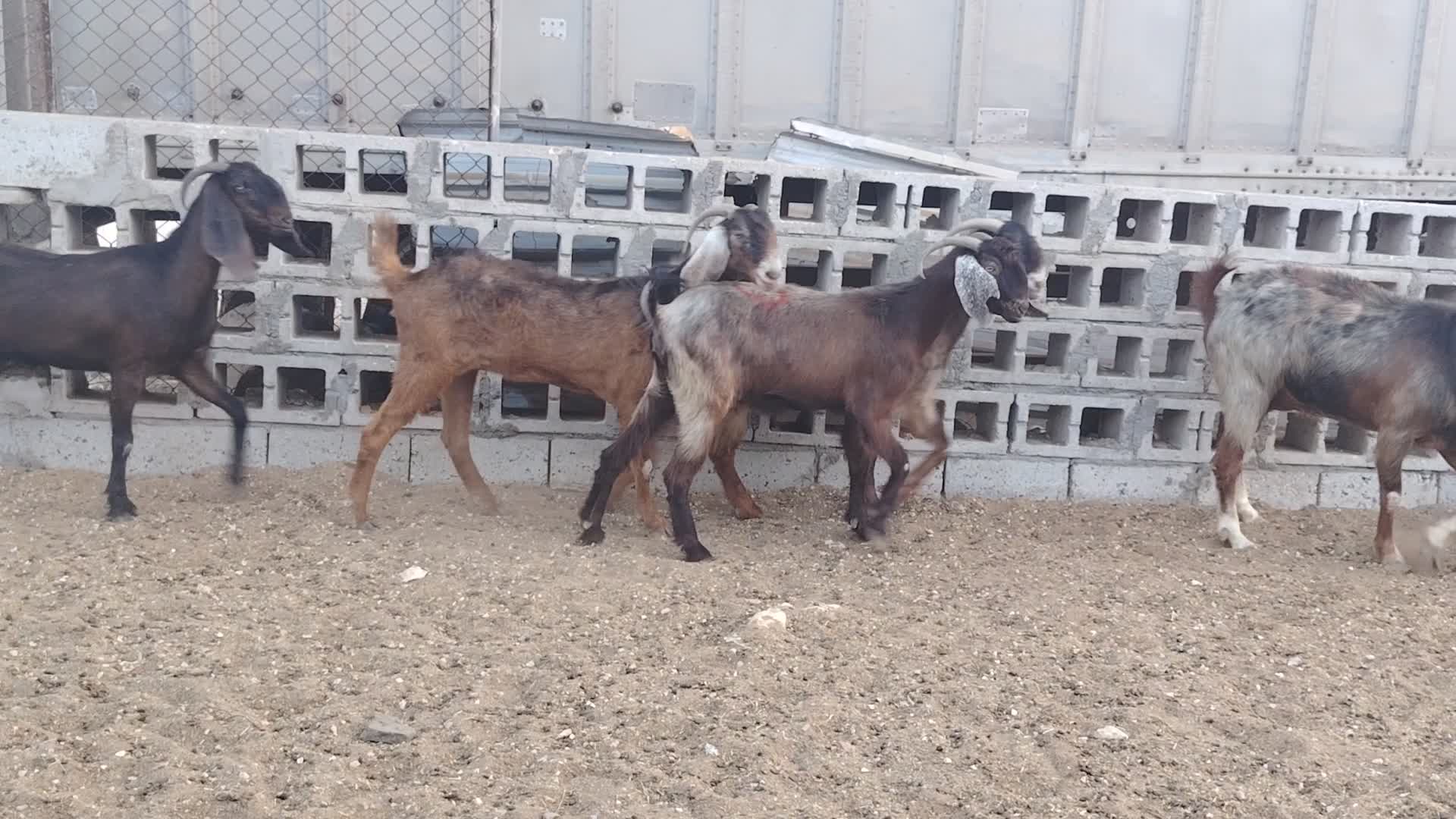 للبيع معزا قبرصيات طيبه - 1