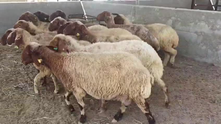 للبيع - 3