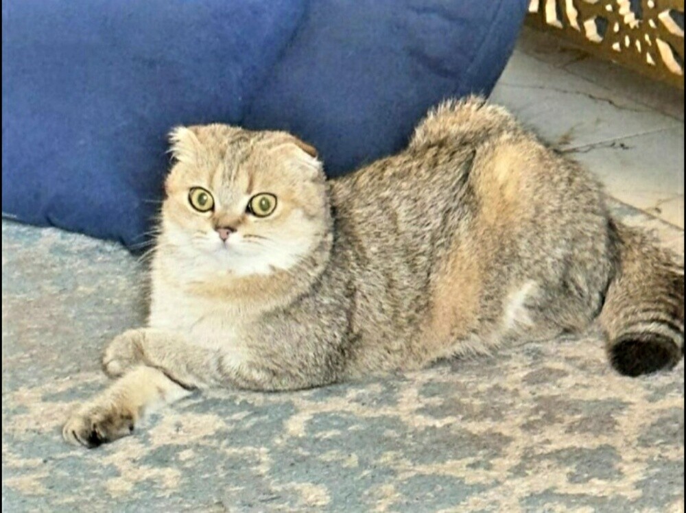 للبيع سكوتش جولد - 2